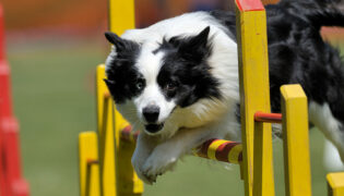 Top-Hunderassen für Agility