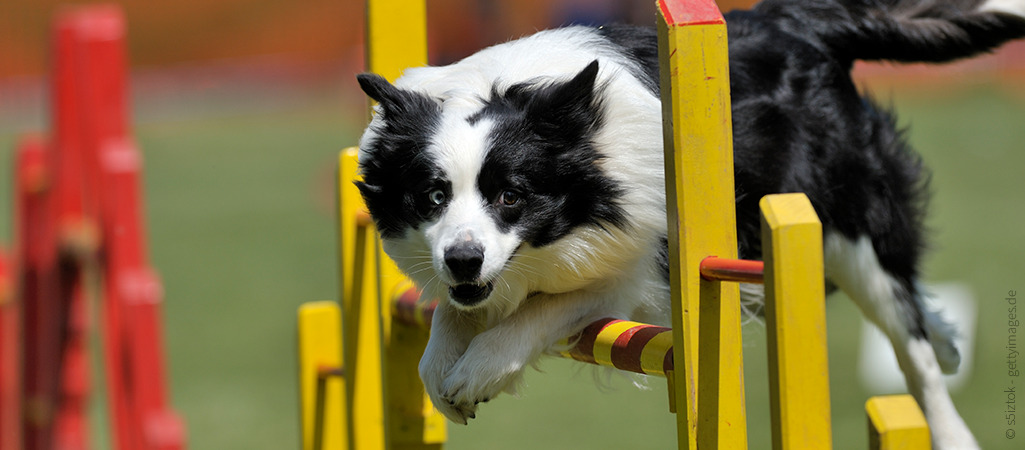 Top-Hunderassen für Agility