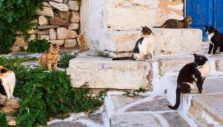 Katzen im Rudel