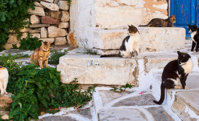 Katzen im Rudel