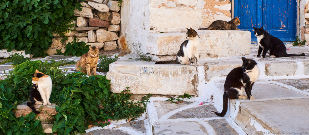 Katzen im Rudel