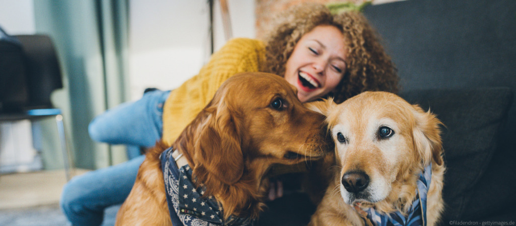 Frau spielt mit zwei Hunden auf dem Sofa.