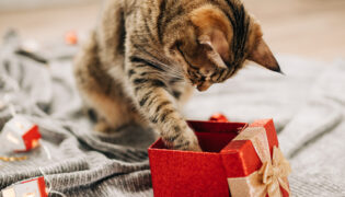 Getigerte Katze mit Weihnachtsgeschenk