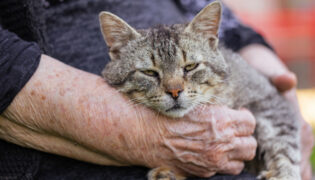 Eine alte demente Katze auf dem Schoß einer Frau.