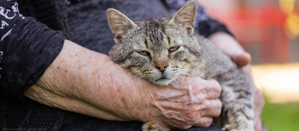 Eine alte demente Katze auf dem Schoß einer Frau.