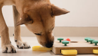 Hund spielt mit Intelligenzspielzeug.