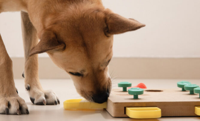 Hund spielt mit Intelligenzspielzeug.