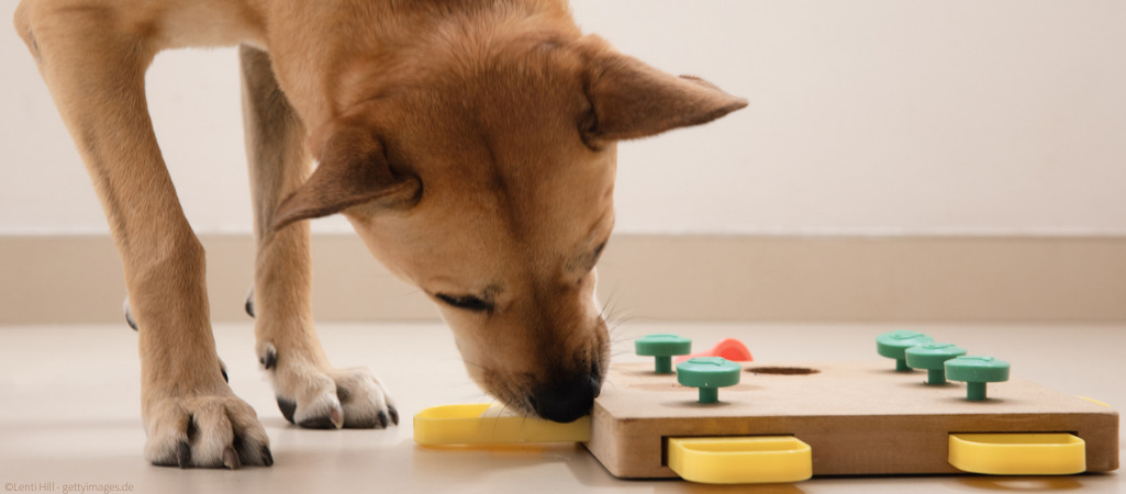 Hund spielt mit Intelligenzspielzeug.