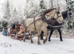 Zwei Pferde ziehen einen Schlitten mit Menschen darauf durch den Schnee über einen Pfad. Im Hintergrund sind vom Schnee bedeckte Bäume zu sehen.