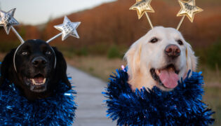 Zwei Hunde freuen sich übers neue Jahr