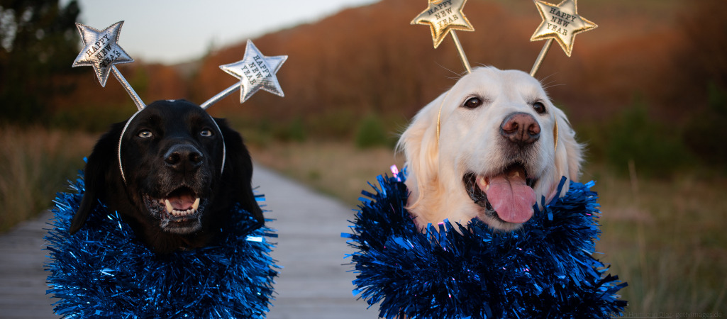 Zwei Hunde freuen sich übers neue Jahr