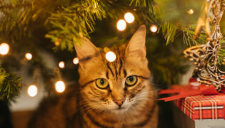 Eine Katze sitzt vorm Weihnachtsbaum und schaut in die Kamera