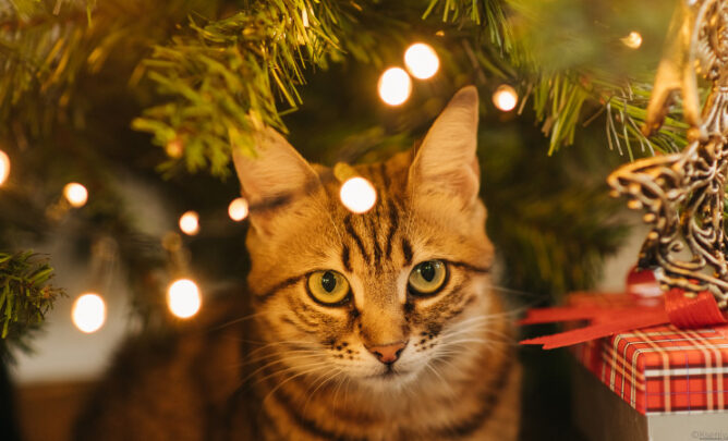 Eine Katze sitzt vorm Weihnachtsbaum und schaut in die Kamera