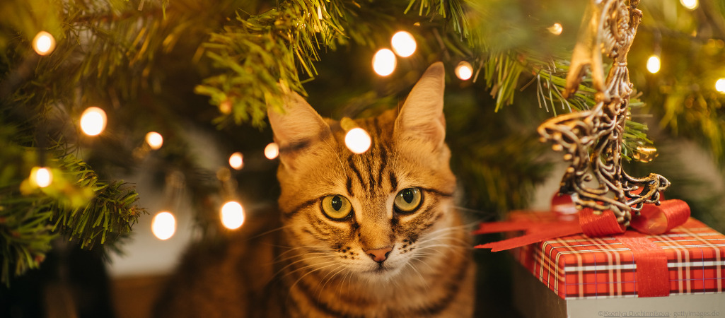 Eine Katze sitzt vorm Weihnachtsbaum und schaut in die Kamera