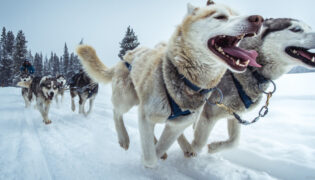 Eine Herde Schlittenhunde zieht gemeinsam einen Schlitten durch den Schnee