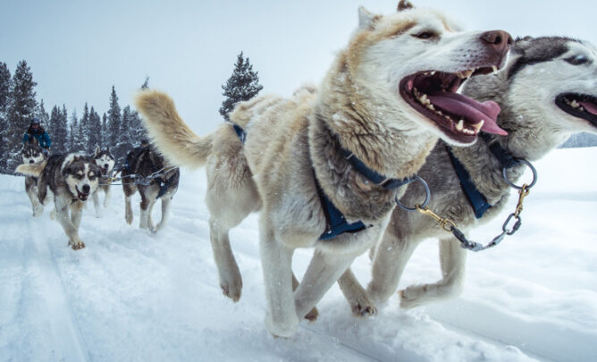 Eine Herde Schlittenhunde zieht gemeinsam einen Schlitten durch den Schnee