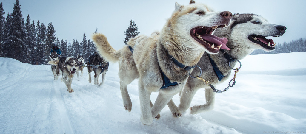 Eine Herde Schlittenhunde zieht gemeinsam einen Schlitten durch den Schnee