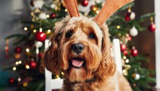 Golden Doodle mit Rentiergeweih vor einem geschmückten Weihnachtsbaum