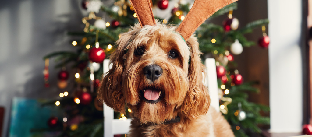 Golden Doodle mit Rentiergeweih vor einem geschmückten Weihnachtsbaum