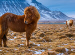 Ein Islandony steht ganz vorne auf einer verschneiten Tundra, im Hintergrund erhebt sich ein Gebirge. Rechts am Bildrand steht ein weiteres Pony