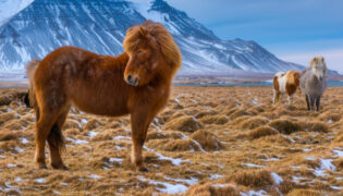 Ein Islandony steht ganz vorne auf einer verschneiten Tundra, im Hintergrund erhebt sich ein Gebirge. Rechts am Bildrand steht ein weiteres Pony