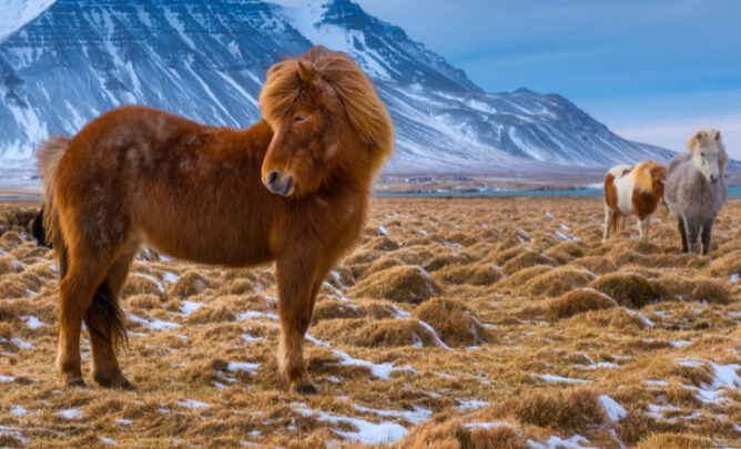 Ein Islandony steht ganz vorne auf einer verschneiten Tundra, im Hintergrund erhebt sich ein Gebirge. Rechts am Bildrand steht ein weiteres Pony