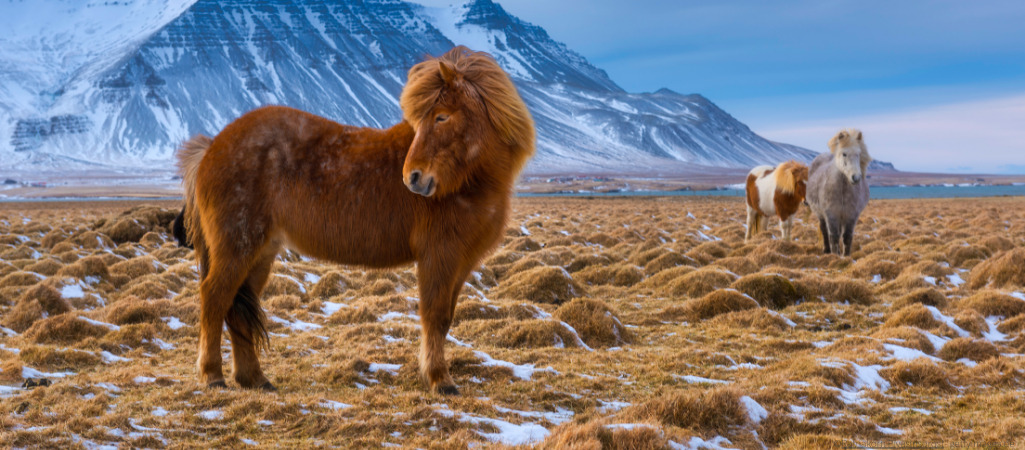 Ein Islandony steht ganz vorne auf einer verschneiten Tundra, im Hintergrund erhebt sich ein Gebirge. Rechts am Bildrand steht ein weiteres Pony