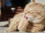 Eine hellbraune Katze liegt auf einem Sofa und putzt ihre Pfote mit ihrer Zunge.