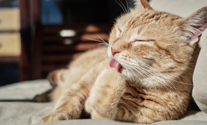 Eine hellbraune Katze liegt auf einem Sofa und putzt ihre Pfote mit ihrer Zunge.