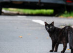 Eine Katze steht ängstlich auf der Straße vor ihr sieht man am oberen Bildschrimrand die Rückseite eines Autos