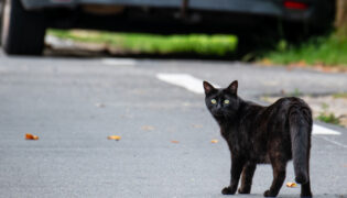 Eine Katze steht ängstlich auf der Straße vor ihr sieht man am oberen Bildschrimrand die Rückseite eines Autos