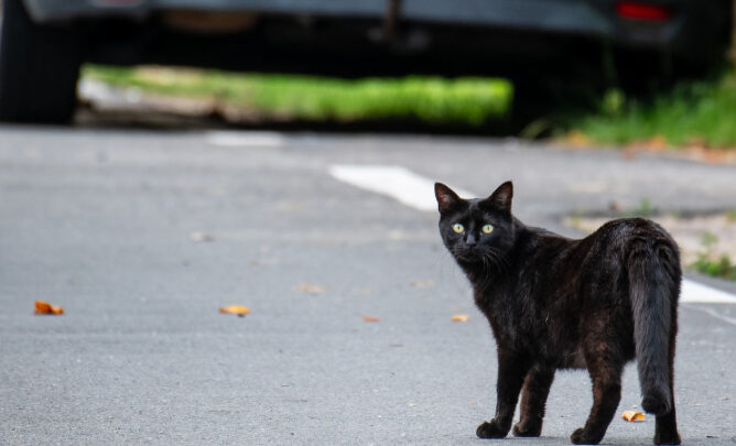 Eine Katze steht ängstlich auf der Straße vor ihr sieht man am oberen Bildschrimrand die Rückseite eines Autos