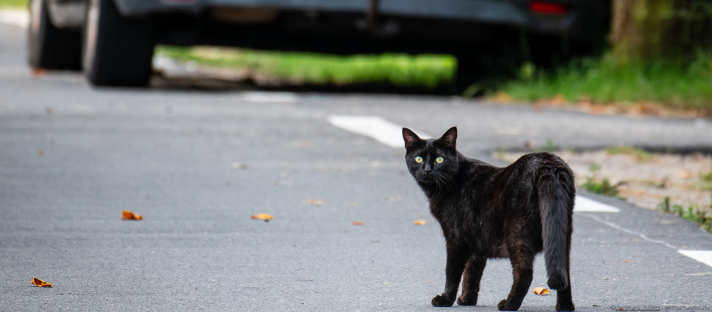 Eine Katze steht ängstlich auf der Straße vor ihr sieht man am oberen Bildschrimrand die Rückseite eines Autos