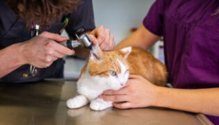 Ein Tierarzt checkt das Ohr einer Katze während die Arzthelferin diese hält.