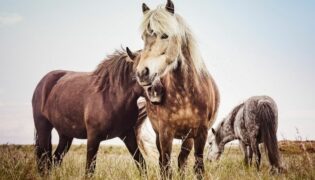 Drei Islandpferde stehen auf einer Wiese