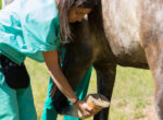 Medical Training mit Pferd.