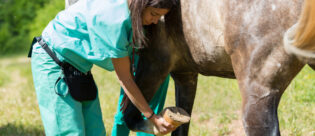 Medical Training mit Pferd.