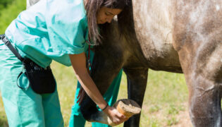 Medical Training mit Pferd.