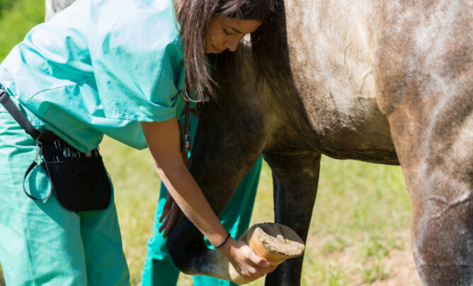 Medical Training mit Pferd.