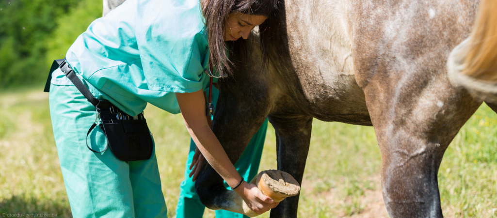 Medical Training mit Pferd.