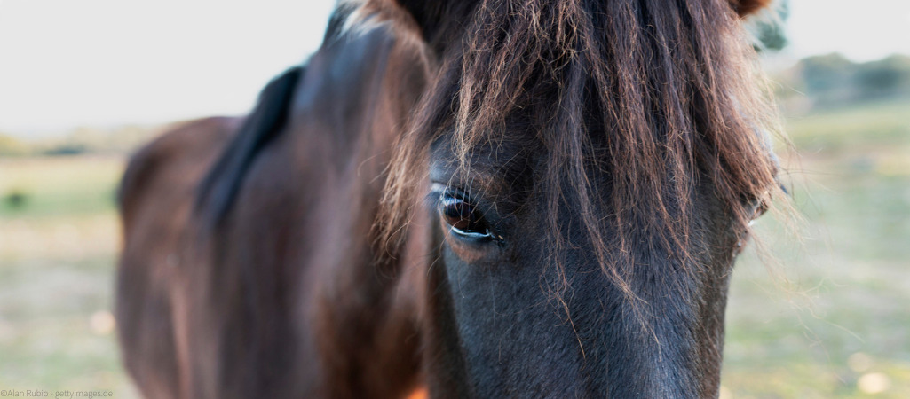 Pferd mit Grünem Star.