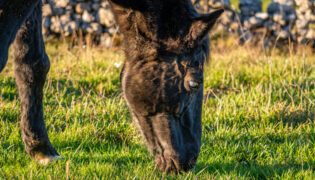 Pferd mit Grauem Star.