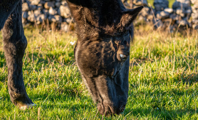 Pferd mit Grauem Star.