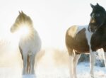 Eine Frau reitet mit ihrem Pferd in einer Schneeprärie durch den Sonnenaufgang