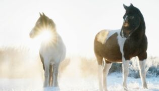 Eine Frau reitet mit ihrem Pferd in einer Schneeprärie durch den Sonnenaufgang