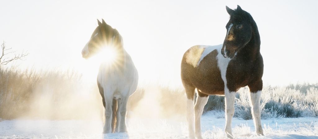 Eine Frau reitet mit ihrem Pferd in einer Schneeprärie durch den Sonnenaufgang