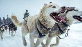 Ein Rudel Schlittenhunde zieht gemeinsam einen Schlitten durch den Schnee