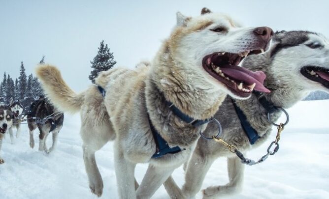 Ein Rudel Schlittenhunde zieht gemeinsam einen Schlitten durch den Schnee