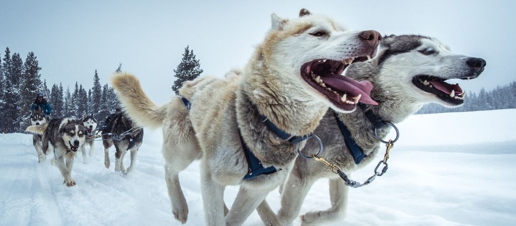 Ein Rudel Schlittenhunde zieht gemeinsam einen Schlitten durch den Schnee