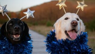 Zwei Hunde freuen sich übers neue Jahr